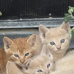 2 Shorthair Domestic (M/F) 1 Orange Tabby (M)