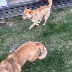 Jindo male and female 3 years old