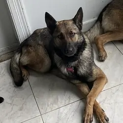 German Shepherd