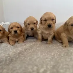 Gorgeous KC Golden Retrievers Health Tested