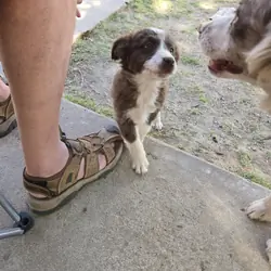 Minature Australian Shepherd puppies