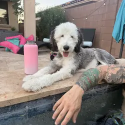 Sheepadoodle