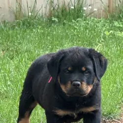 Puppy