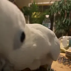 Sulfur Crested Cockatoo for Sale