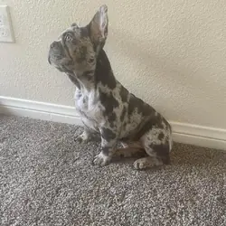 Dan is 2 years old French Bulldog