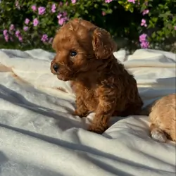 Toy poodle