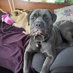 Young Protective Full Blooded Male Cane Corso