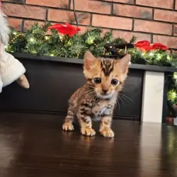 Gorgeous Bengal Kittens
