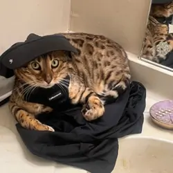Bengal Cat (Black Gold Lineage) – 2 Years Old
