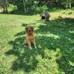 Golden Retriever