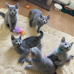 Russian Blue kittens