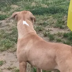 Pitbull puppie
