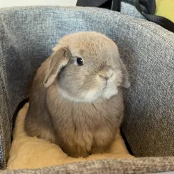 Adorable Holland Lop bunny  looking for a home