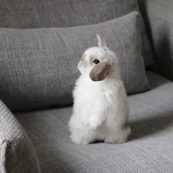 “Adorable Holland Lop bunny looking for a home