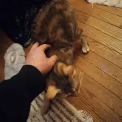 Maine Coon Bengal Mix Kittens