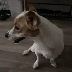 Boosie/jack russel terrier 3yo
