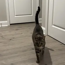 2 tabby Bonded siblings