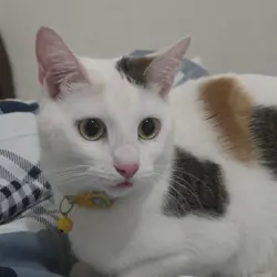 Young Calico Cat for Adoption