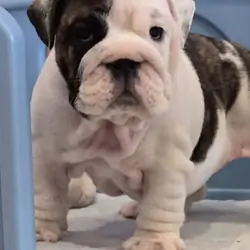 AKC REG English Bulldog puppies
