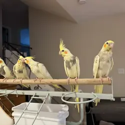 Maryland Hand-fed Cockatiels