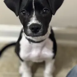 Jack Russel Terrier Mix