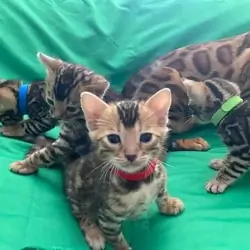 Outstanding Quality Bengal Kittens for Sale