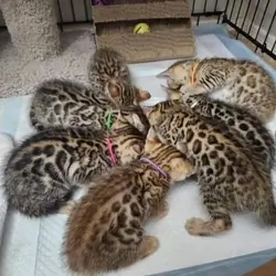 5 Bengal Kittens Available Just in Time