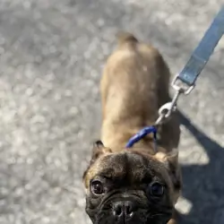French Bulldog Stud