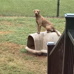 Female chocolate lab