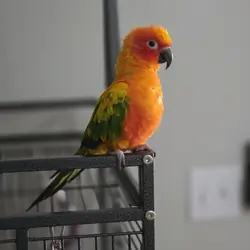 Sun conure