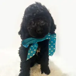 F1b Black Goldendoodles