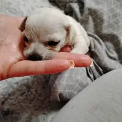 Chichuhua puppies
