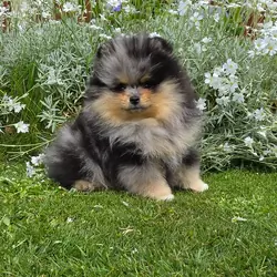 Stunning Rare Merle Pomeranian