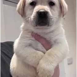 Beautiful Labrador Retriever Puppies – 5 Boys & 1