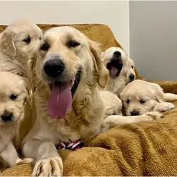 Golden Retriever puppies
