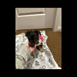 female Yorkie puppies
