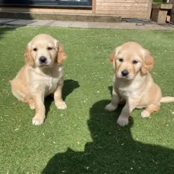 2 Beautiful Golden Retriever Girls