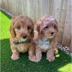 Cavapoos READY FOR THERE FOREVER HOMES❤️