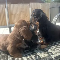 MINI LONG HAIRED DACHSHUNDS