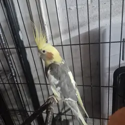 cockatiel birds