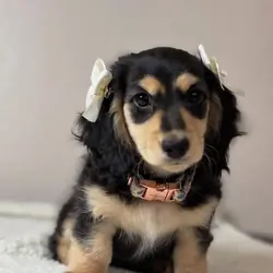 Adorable Miniature Dachshund Puppies for Adoption