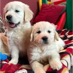 Seriously chunky & Fluffy babies