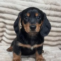 Adorable Male Miniature Dachshund Puppy – Ready 🏡