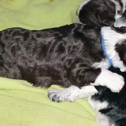 English Springer Spaniel