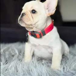 platinum french bulldog puppy