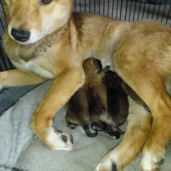Shiba inu  puppies