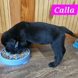 Ckc reg black lab female