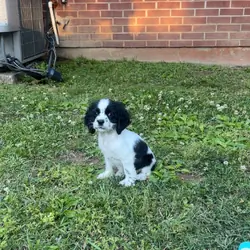 American Cocker Spaniel