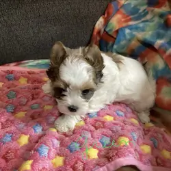 CKC biewer Yorkies
