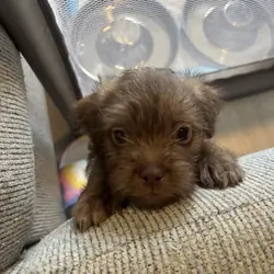 Puppy - Shih Tzu Pomeranian